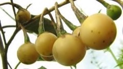 Solanum paniculatum Jurubeba, Nightshade